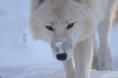 /album/galerie-photos/loup-blanc-png/